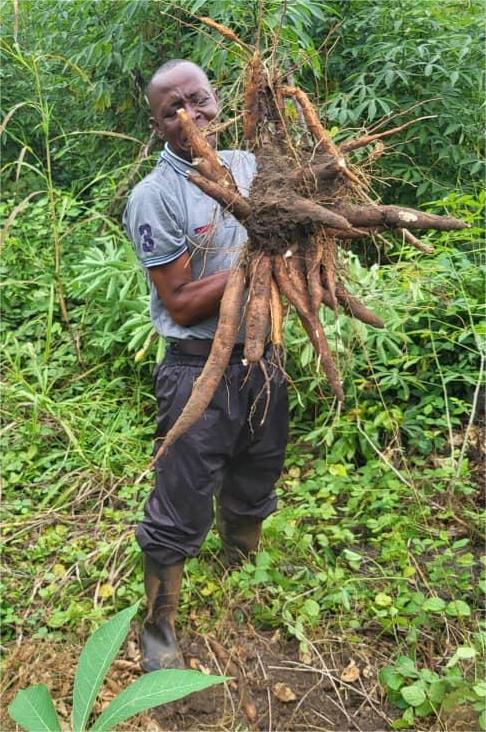Harvesting Success — Local Farmer Proudly Displaying His Cassava Yield in Bumpeh Ngo Chiefdom, Bo District